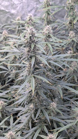 Strawberry Cheesecake Seedsman Seeds Autoflowers x2 — flower, day 65