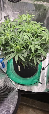 August Grow — flower, day 51