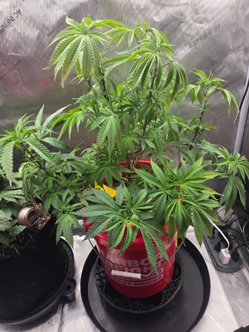 First Grow — vegetative, day 10