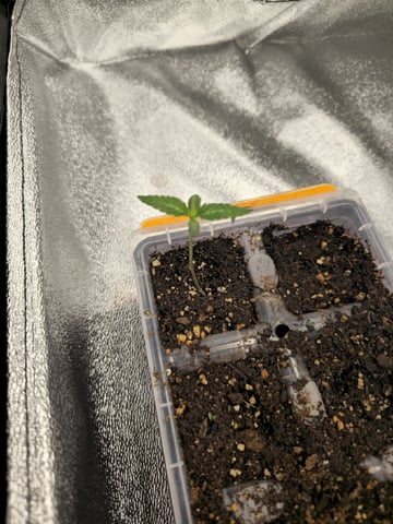 Blackberry Punch — vegetative, day 6