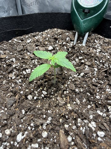 Gorilla Cookies 2nd Try