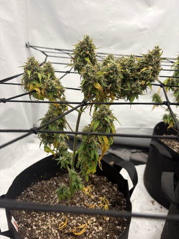 My First Grow — harvest, day 89