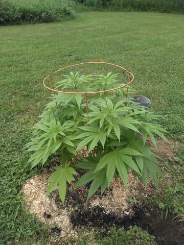 Motorbreath 15 — vegetative, day 36