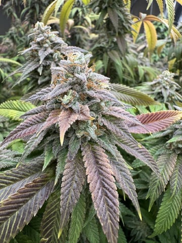 7 Strains 14 Plants  — none, day 160