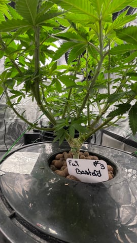 1st Ever Grow (Fat Bastard)(RDWC)  — vegetative, day 82
