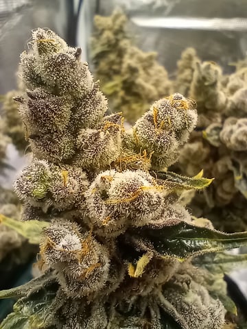 Wizard Punch first grow  — flower, day 125