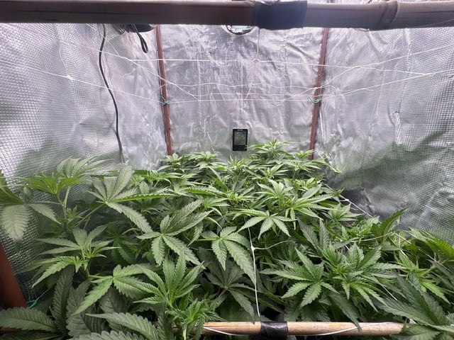 first grow in new 2x2 — flower, day 61