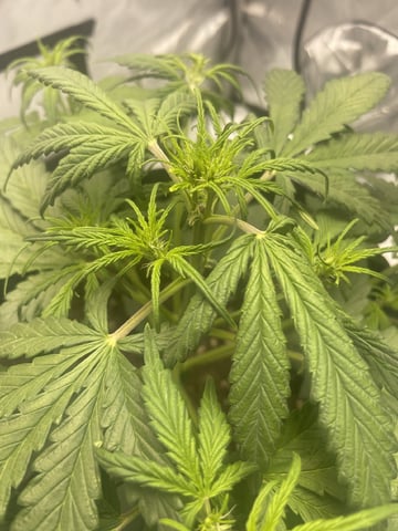 3x3 Grow — flower, day 3