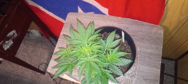 frst grow tent grow — vegetative, day 35