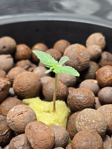 BABY SISTER — seedling_rooting, day 9