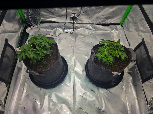 2nd grow round 2 — vegetative, day 27