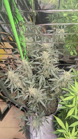 Gelato & Amnesia  — flower, day 66