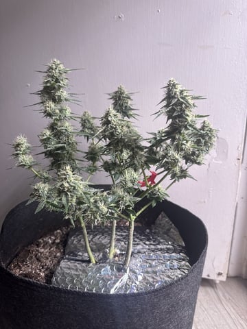 Do-si-doe — flower, day 32