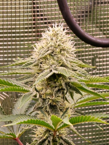 Northern lights #10 (Alaska) — flower, day 71