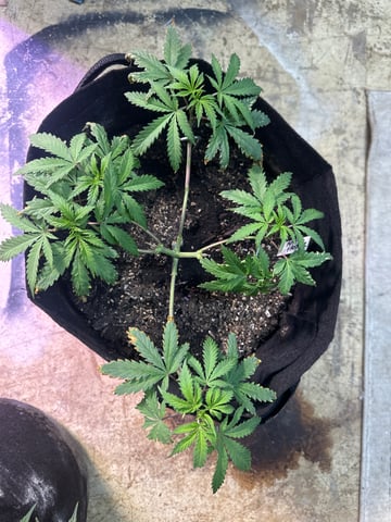 Gelly Mama and Sugar Tree — flower, day 112