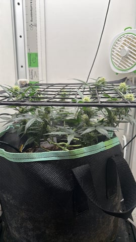 Indoor & Outdoor Grow 6 — flower, day 54