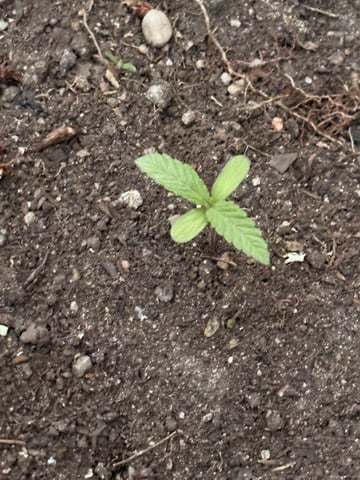 Muliflex — vegetative, day 18