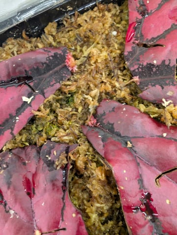 See what grows — vegetative, day 154