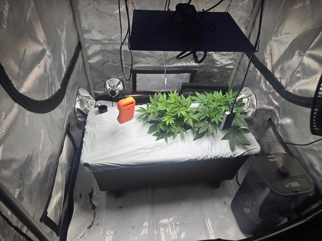 White rhino — vegetative, day 24