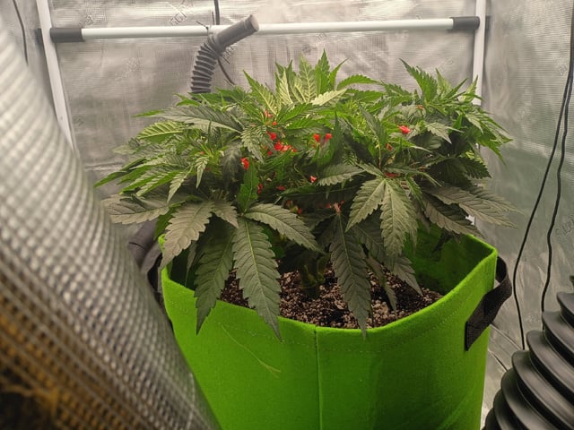 FastBuds Photo-Lemon Mandarin  — vegetative, day 61