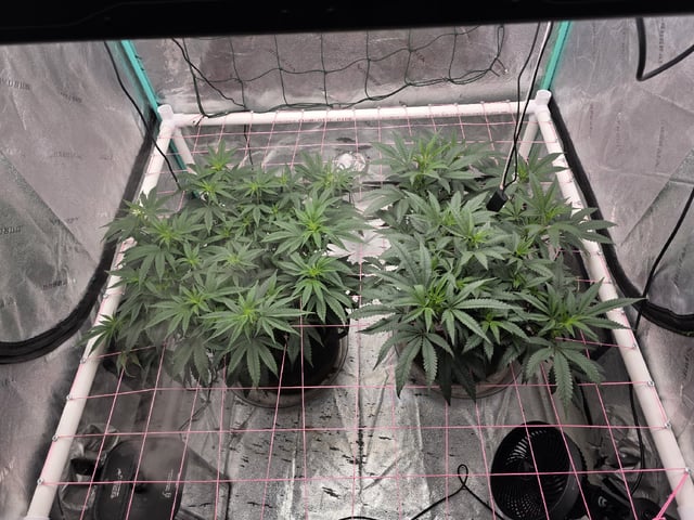 Granny Candy and PLCG — vegetative, day 82