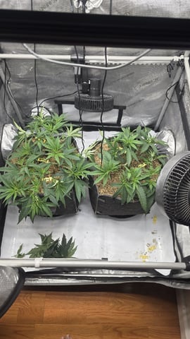 lilac diesel Rbx2 — flower, day 58