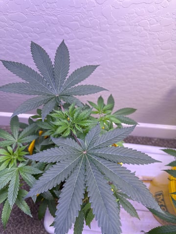 3rd grow  — vegetative, day 50