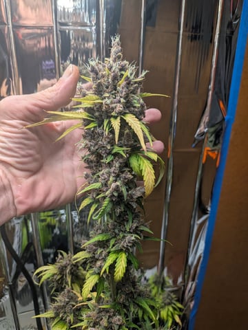 Mendo Frost / Gorilla Cookie / Banana Purple Punch  — flower, day 85