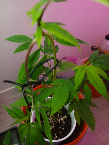 Gelato 33 — seedling_rooting, day 2