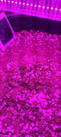 Hawaiian Haze  — seedling_rooting, day 1