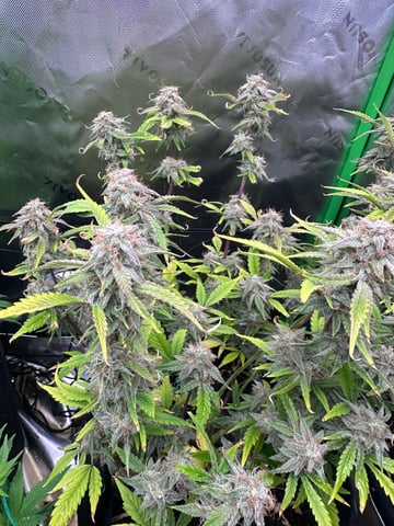 runts — flower, day 69