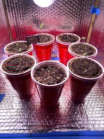 The White X Run Away Bride #3 — seedling_rooting, day 7