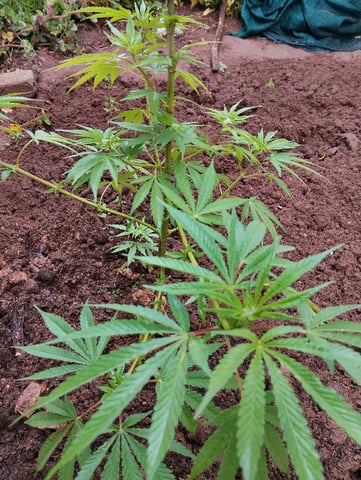 imrich se grooi  — vegetative, day 45