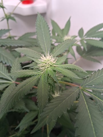 S&D  First Grow — flower, day 61
