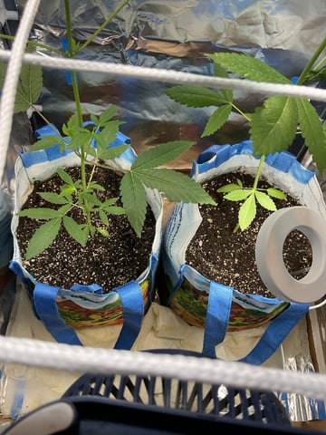 Survival Mode — vegetative, day 1