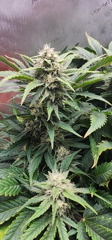 FastBuds Trainwreck Auto — flower, day 59