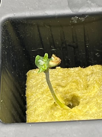 1st Ever Grow (Fat Bastard)(RDWC)  — germination, day 4