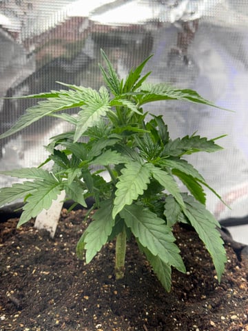 Indoor — vegetative, day 23