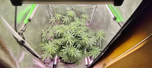 winter grow — flower, day 102