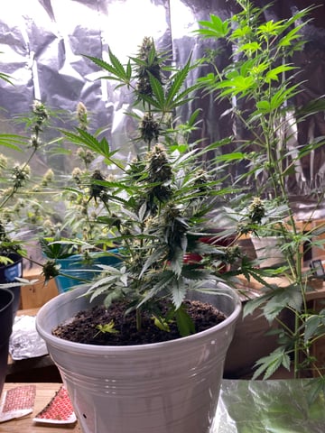 Rainbow Mints — flower, day 41