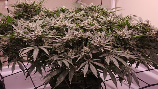 3rd run, 8 plant mom hunt - indoor top fed DTW with rockwool — flower, day 147