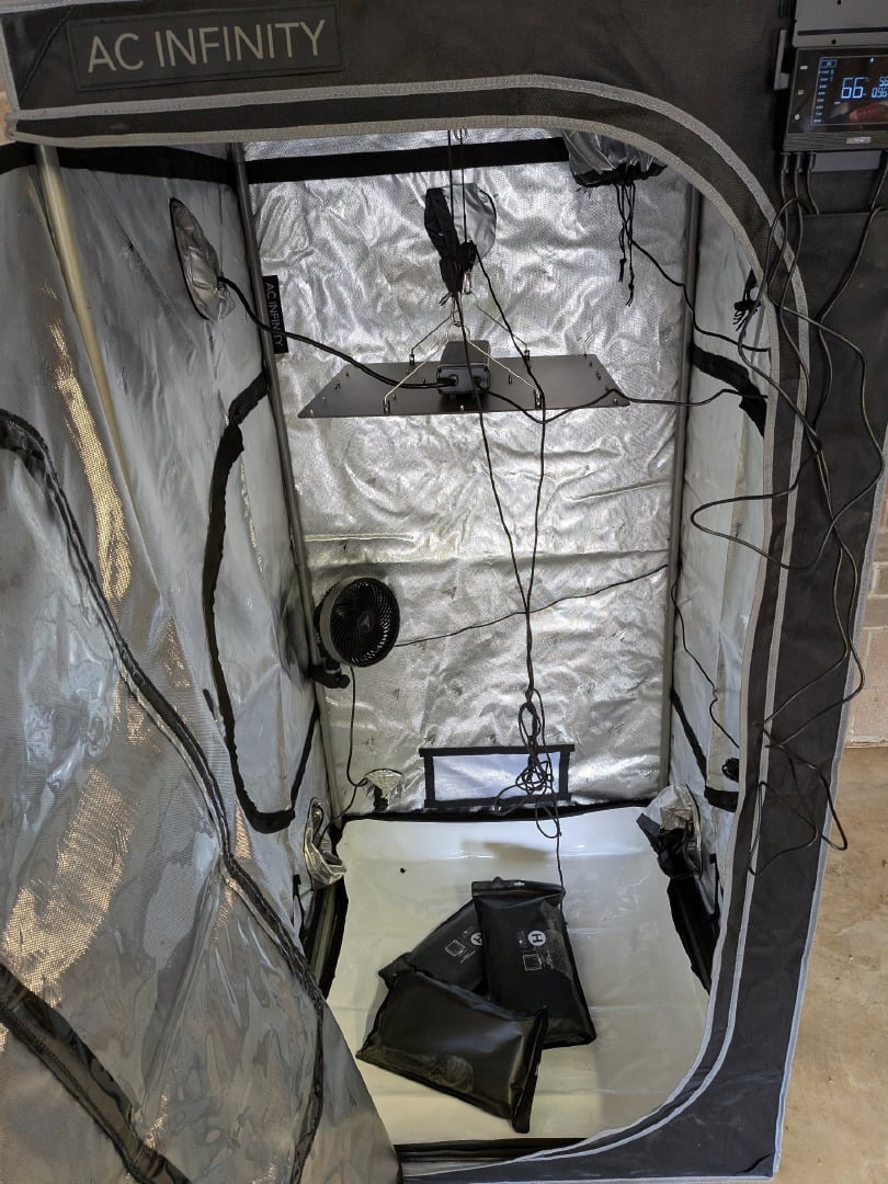 Grow Tent Starts