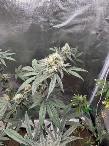 new start — flower, day 154