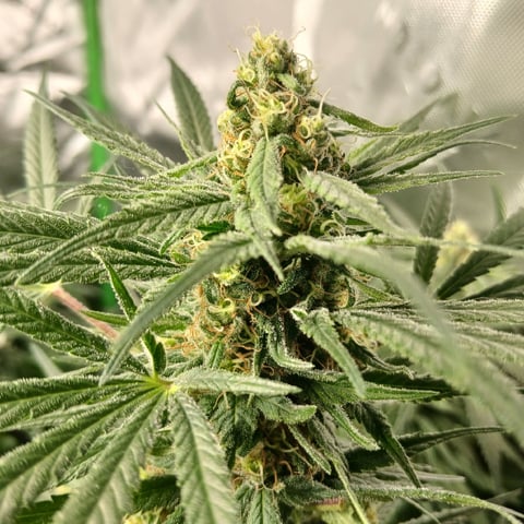 run #3 — flower, day 75