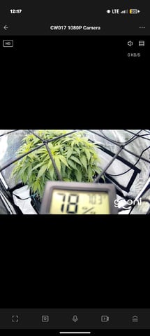 C99 CloneWars! — vegetative, day 30