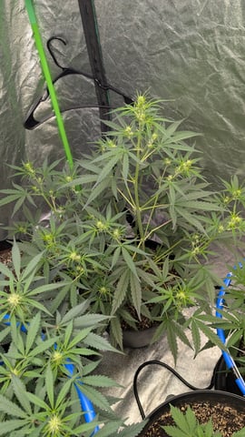 Mixed Grow — grow_setup, day 46