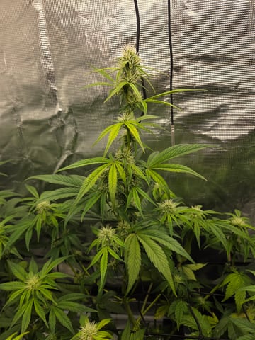 Autoflower NIGHT OWL — grow_setup, day 2