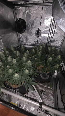 Original 1990 genetics  — flower, day 96