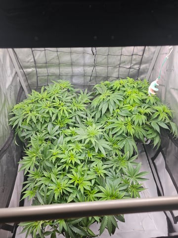 ethos genetics  — vegetative, day 43