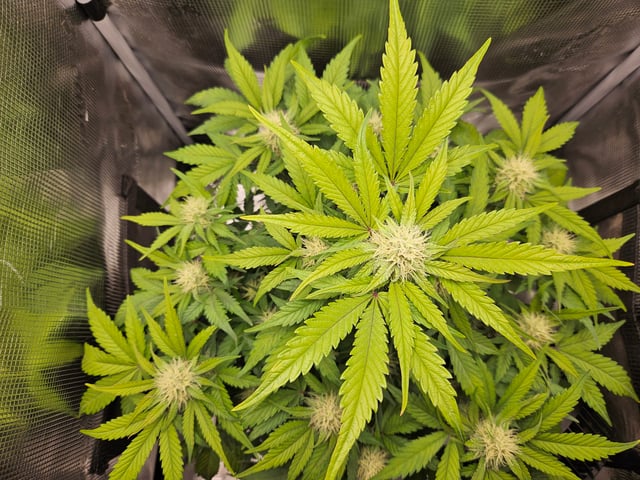 Mimosa Bruce Banner XL — flower, day 50